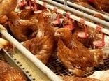 حق بیمه مرغداران آرین ۵۰ درصد تحفیف خورد+ سند 