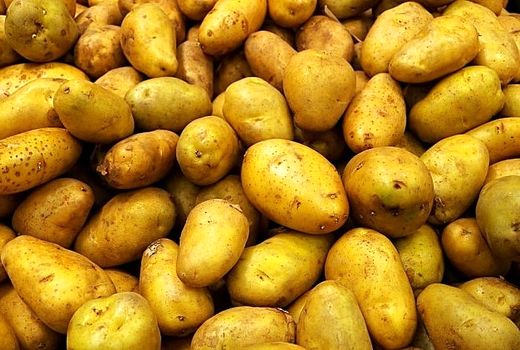 آغاز کشت سیب‌زمینی در شهرستان گتوند 