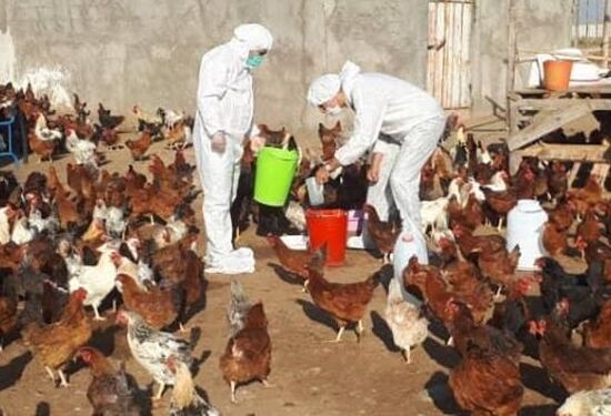  اجرای مرحله دوم طرح واکسیناسیون رایگان طیور روستایی و عشایری علیه بیماری نیوکاسل در استان