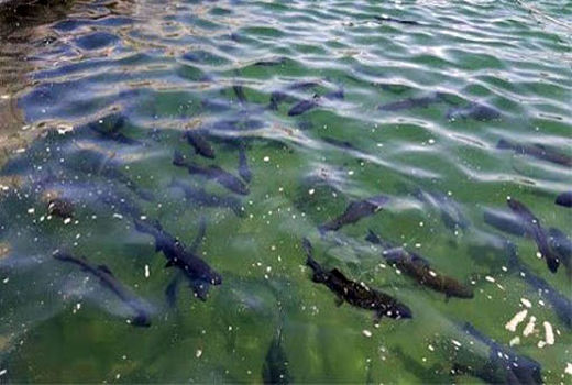 افزایش 240 تنی ظرفیت تولید شیلات در شهرستان مراغه