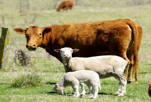 خودکفایی و صادرات با تولید قراردادی گوشت قرمز 