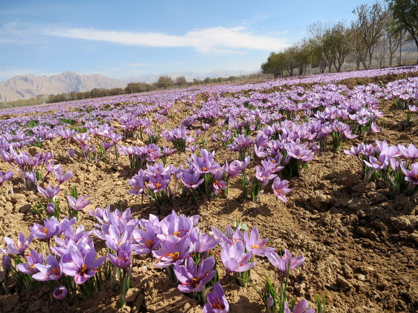  پایان فصل برداشت زعفران در دل خشکسالی