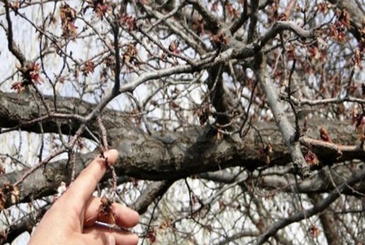 سرمازدگی 450 میلیارد تومان به باغات خسارت زد