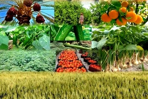 بهره‌برداری از ۲۱ پروژه کشاورزی سرایان در هفته جهادکشاورزی