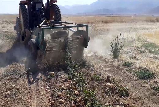 سیب زمینی فریدونشهر به بازار رسید