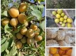 برداشت آلو بخارا از باغات مروست