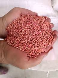 توزیع بیش از ۲ هزار تن بذر گندم در گچساران