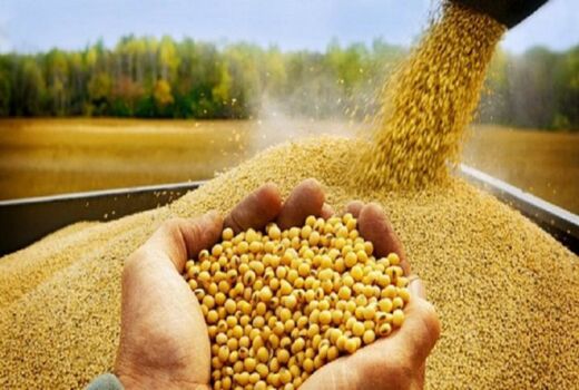 خرید بیش از ۳۶ هزار تن نهاده دامی در کردستان