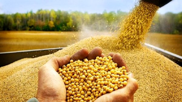 خرید بیش از ۳۶ هزار تن نهاده دامی در کردستان