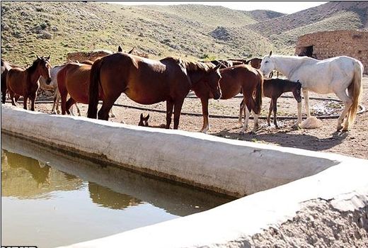 اسب اصیل ترکمن یکی از شاخص‌های تولیدی خراسان شمالی است 