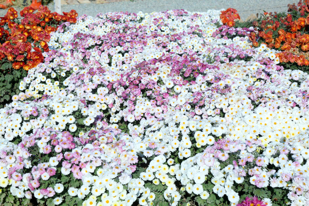 بازدید تور رسانه ای از باغ ملی گیاه شناسی ایران                   