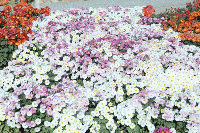 بازدید تور رسانه ای از باغ ملی گیاه شناسی ایران                   