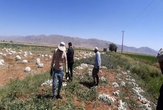 پیاز اقلید روانه بازار شد