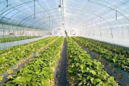 اجرای طرح ملی احداث گلخانه‌های کوچک مقیاس