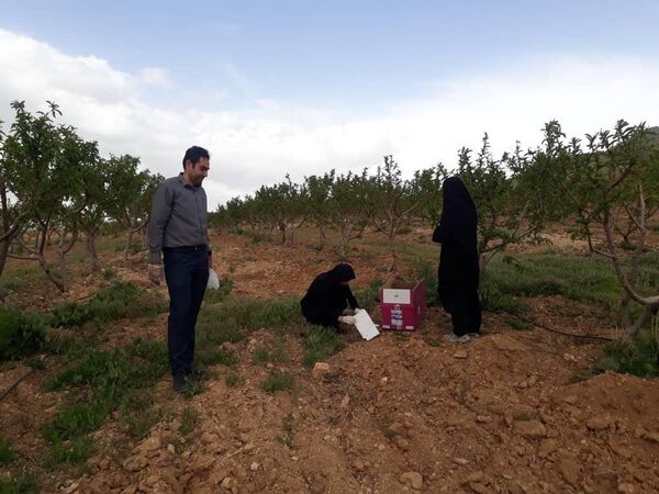 رصد و پایش آفات درباغات شهرستان شهرکرد