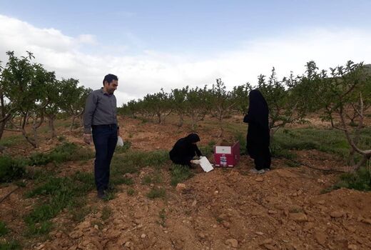 رصد و پایش آفات درباغات شهرستان شهرکرد