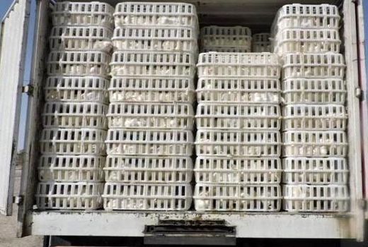 کشف پنج تن مرغ قاچاق در شهرستان چرداول 