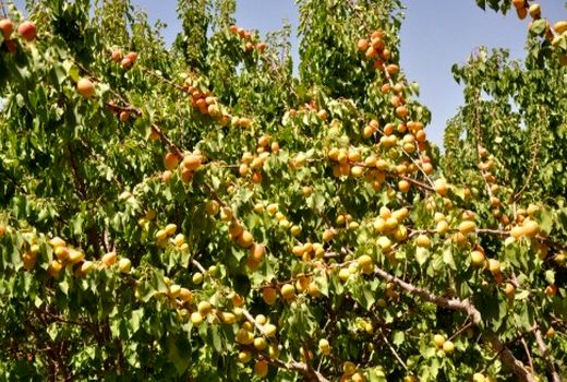 آغاز برداشت زردآلو از باغات شهرستان داراب