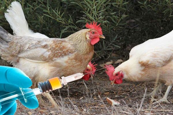 اجرای طرح رایگان واکسیناسیون طیور در خراسان شمالی