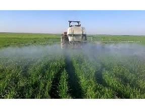 4 هزار هکتار مزارع گندم و جو مازندران مبارزه شیمیایی شد