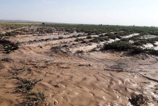 خسارت بیش از ۲۴ میلیارد ریالی سیل به کشتزارهای مانه‌وسملقان