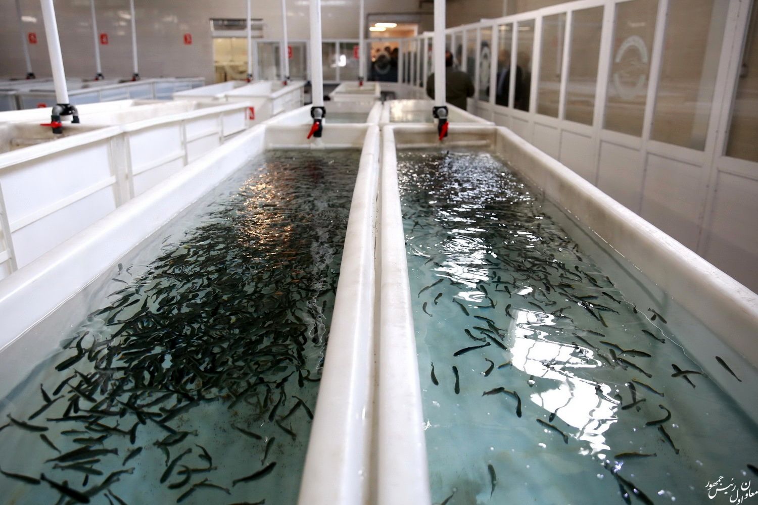 افتتاح فاز یک و دو طرح توسعه مزرعه ماهی سرای کرج / بازدید از نمایشگاه توانمندی‌های عشایری-کشاورزی البرز