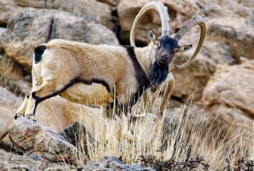 ورود گردشگران به مناطق حفاظت شده همچنان ممنوع