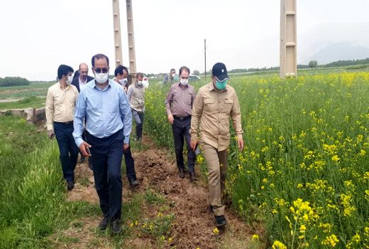 کشت کلزا ضرورتی مهم برای تحقق جهش تولید، خودکفایی کشور و اقتصاد مقاومتی