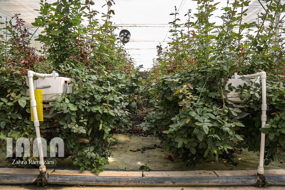 گلخانه شهاب گل خمین 