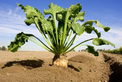 برنامه کشت پائیزه چغندرقند در سطح 30 هزار هکتار ابلاغ شد