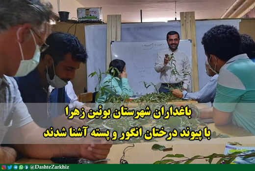 باغداران شهرستان بوئین زهرا با پیوند درختان انگور و پسته آشنا شدند