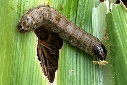 «کرم برگ‌خوار» مزارع استان بوشهر را تهدید می‌کند