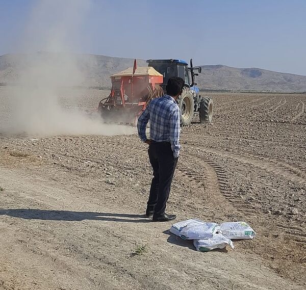 کاشت مکانیزه کلزا در قیروکارزین آغاز شد
