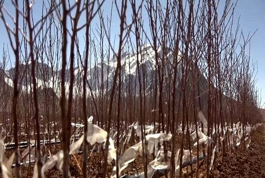 جوانه‌های اشتغال با بهره برداری از بزرگترین نهالستان منطقه سردسیر کشور