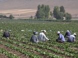 فریدن، قطب تولید سبزیجات برگی در استان اصفهان