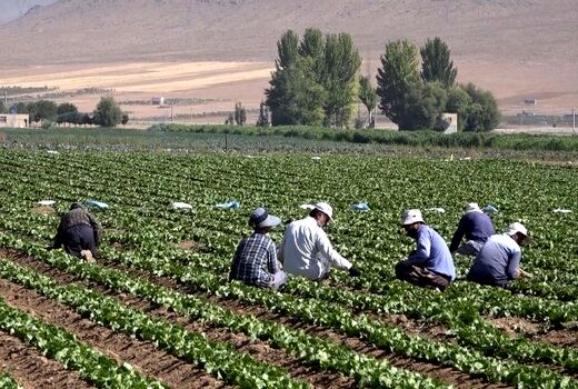 فریدن، قطب تولید سبزیجات برگی در استان اصفهان