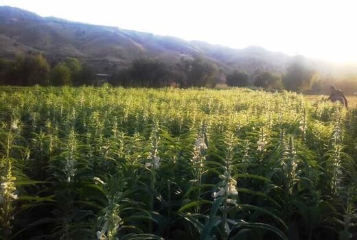 اصفهان در مسیر خودکفایی دانه‌های روغنی