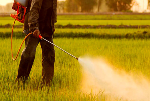 تاکنون ۱۵۰ میلیون دلار برای واردات آفت‌کش‌ها تخصیص اعتبار صورت گرفته است