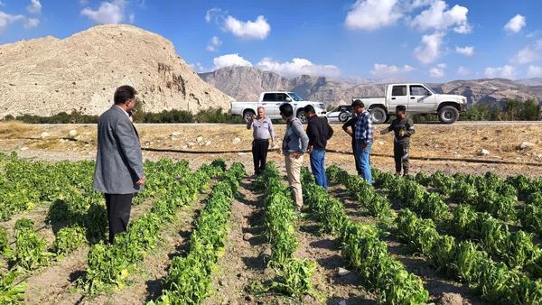 هشدار طبیعت به کشاورزی کازرون