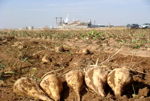 برداشت چغندر قند از یک هزار و 400 هکتار اراضی کشاورزی استان قزوین