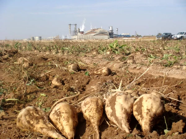 برداشت چغندر قند از یک هزار و 400 هکتار اراضی کشاورزی استان قزوین