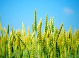 آغاز پایش مزارع گندم و جو در هرمزگان