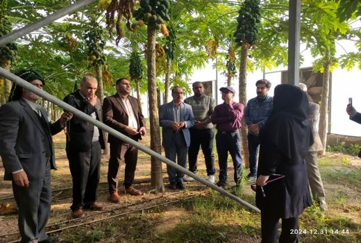 توسعه کشت میوه‌های گرمسیری و نیمه گرمسیری در آبادان