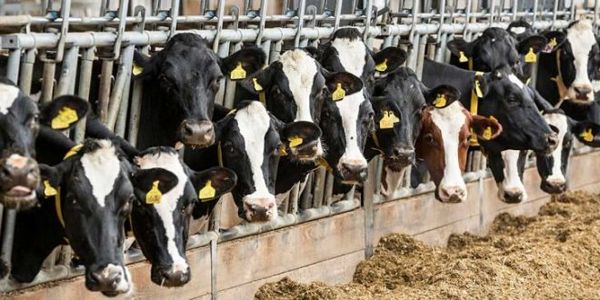 دامداران ملزم به بیمه اجباری دام ها در مقابله با بیماری مشترک و واگیردار شدند