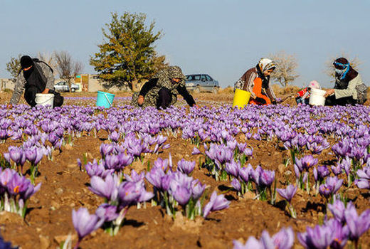 افزایش سطح زیرکشت زعفران در خراسان جنوبی 