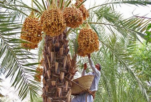 برداشت نوبرانه نخیلات استان بوشهر آغاز شد 