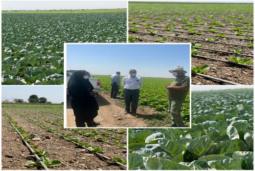 بازدید رییس سازمان جهاد کشاورزی استان قزوین از یک مزرعه مدرن در آبیک