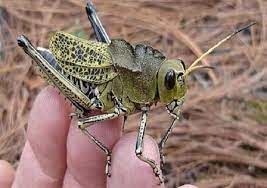 شناسایی12  کانون ملخ مراکشی در خراسان شمالی 