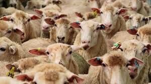هویت گذاری‌  ۹۰ درصدی دام‌های شهرستان بجنورد 