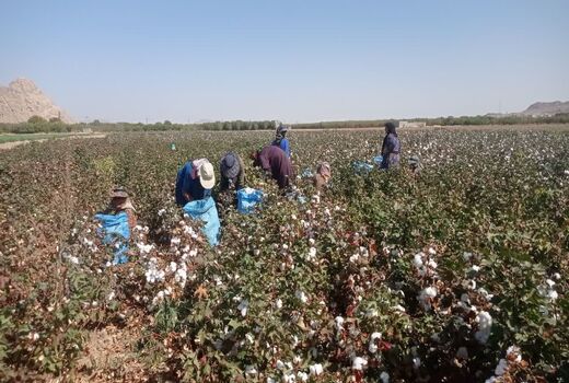 آغاز برداشت طلای سفید از مزارع پنبه استهبان